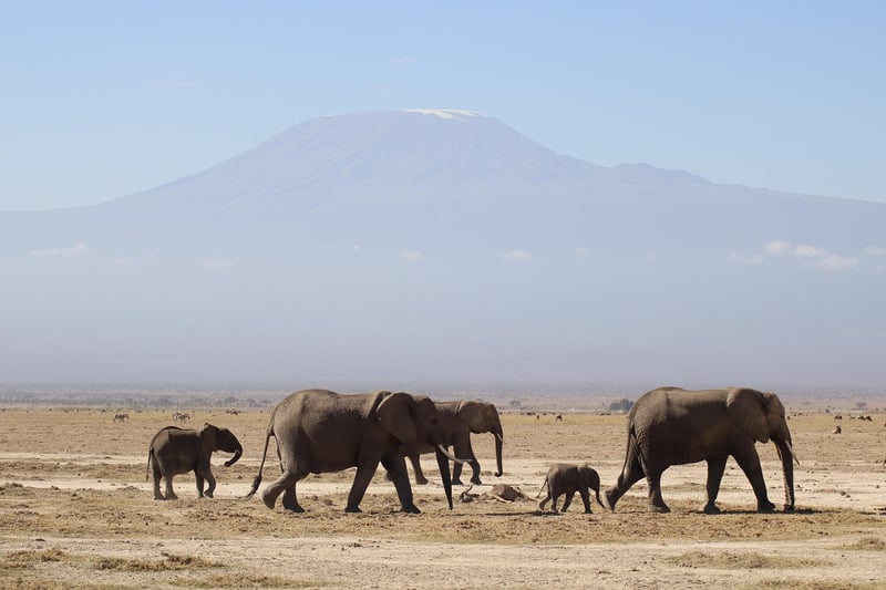 Lion Safari in Africa